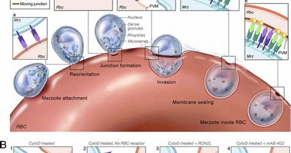 How Does Merozoite Work?
