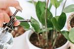 How Does Misting Help Plants?