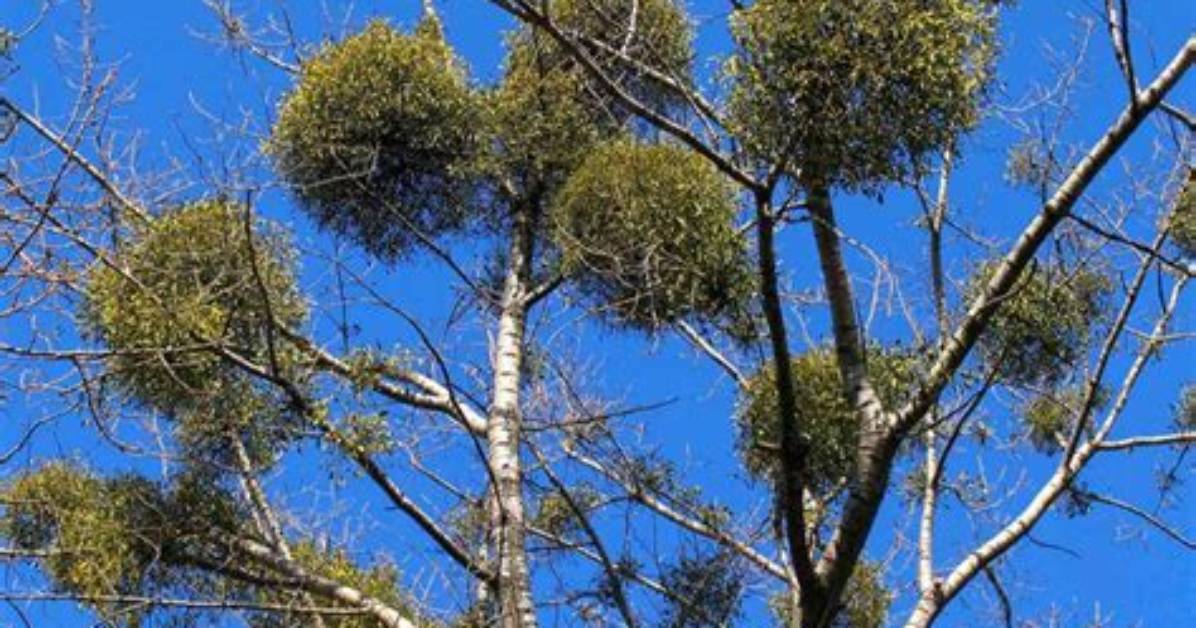 How Does Mistletoe Grow?