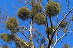 How Does Mistletoe Grow?