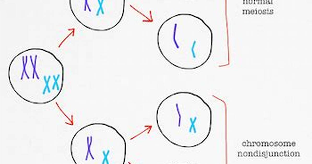 How Does Monosomy Occur