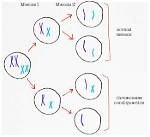 How Does Monosomy Occur