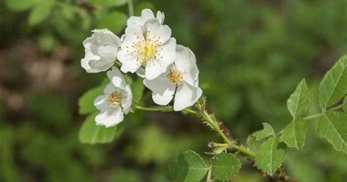 How Does Multiflora Rose Spread?
