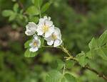 How Does Multiflora Rose Spread?