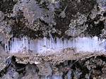 How Does Needle Ice Form?