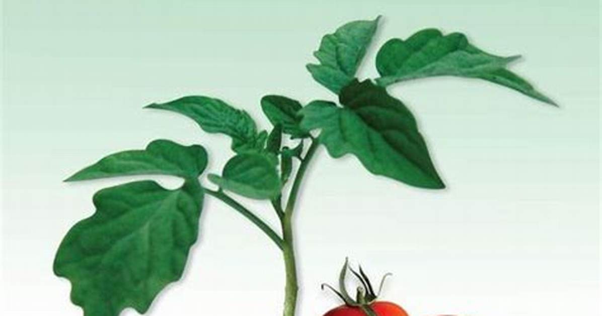 How Does Nematicide Work?