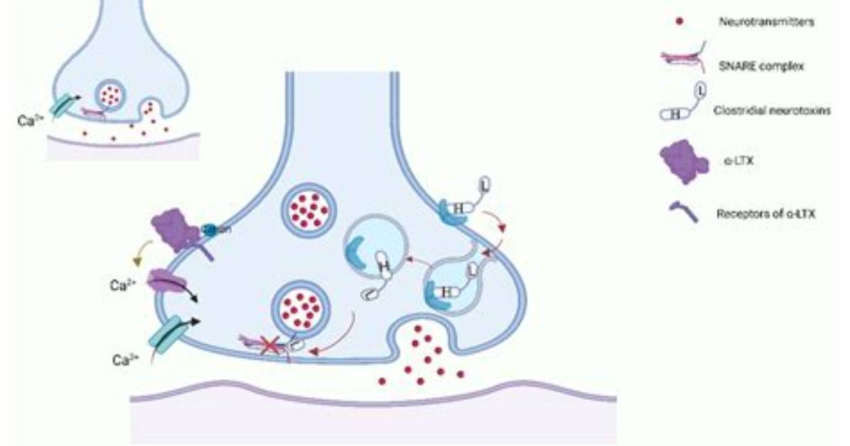 How Does Neurotoxin Work?