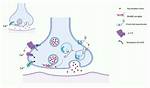 How Does Neurotoxin Work?