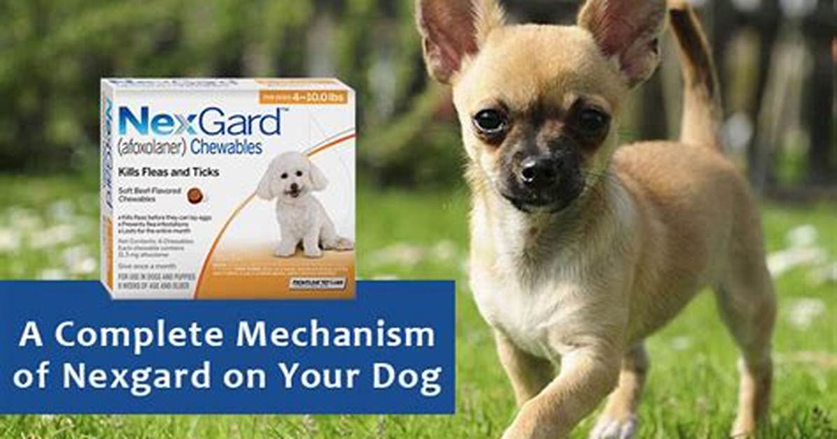 How Does Nexgard Work