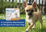 How Does Nexgard Work