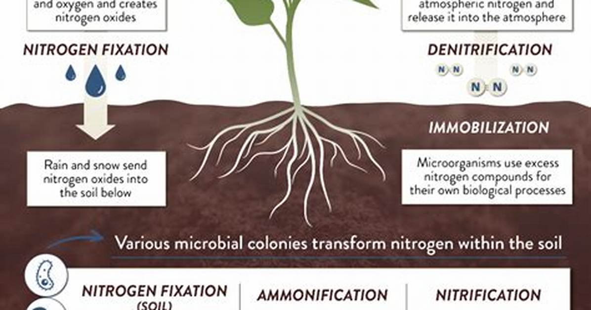 How Does Nitrification Help Plants?