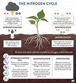 How Does Nitrification Help Plants?