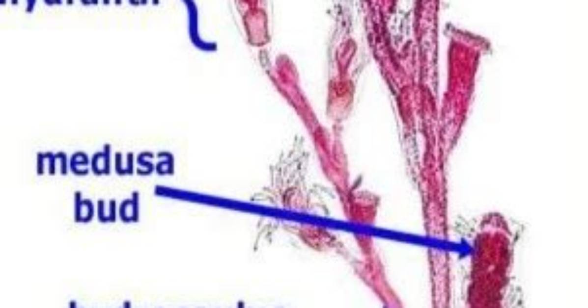 How Does Obelia Differ from Hydra?