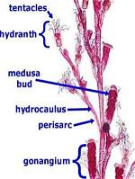 How Does Obelia Differ from Hydra?
