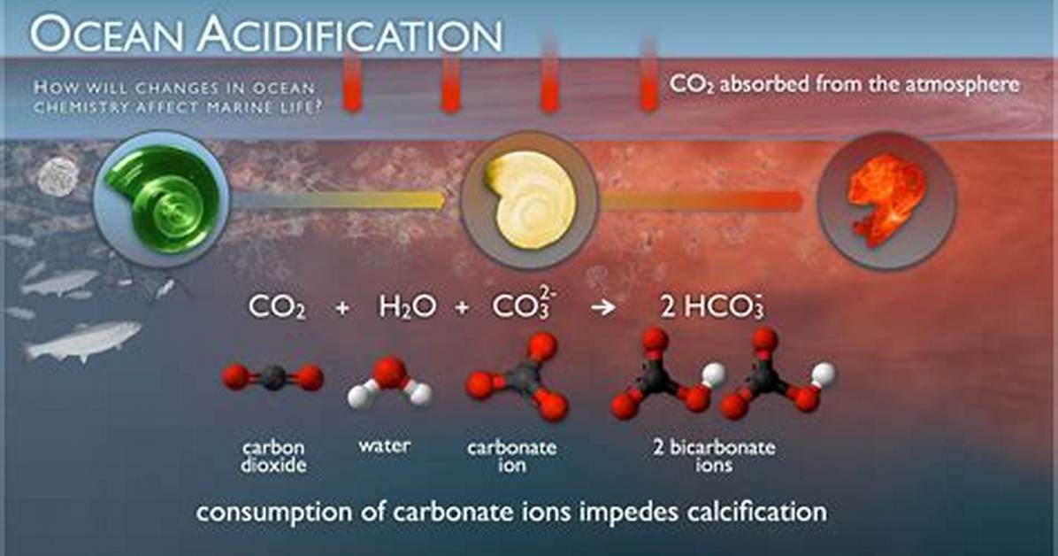 How Does Ocean Acidification Work?