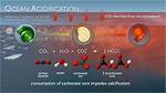 How Does Ocean Acidification Work?