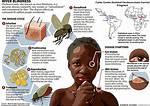 How Does Onchocerca Cause Blindness?