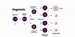 How Does Oogenesis Occur?