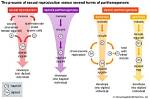 How Does Parthenogenesis Occur?