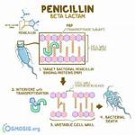 How Does Penicillium Work?