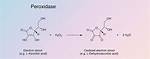 How Does Peroxidase Staining Work?
