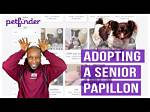 How Does Petfinder Work?