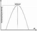 How Does Ph Affect Enzyme Activity