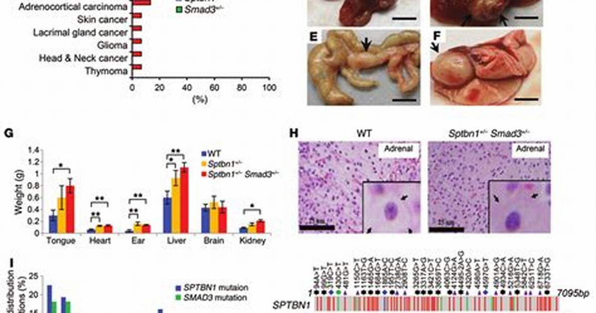 How Does Phenocopy Occur?
