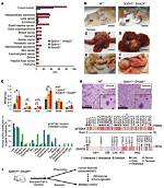 How Does Phenocopy Occur?
