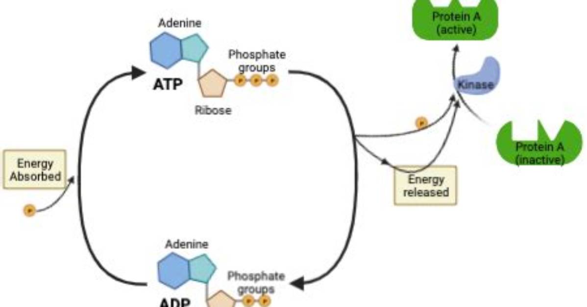 How Does Phosphorylation Work?