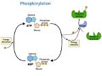 How Does Phosphorylation Work?