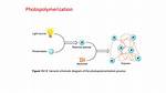 How Does Photopolymerization Work?