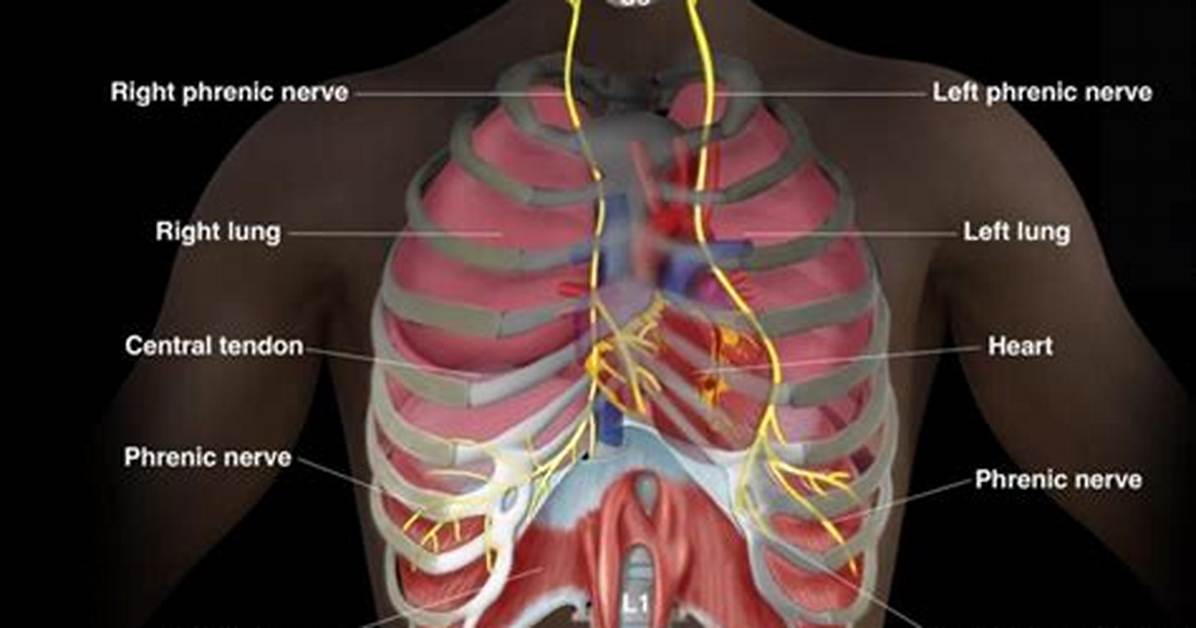 How Does Phrenic Nerve Work?