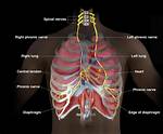 How Does Phrenic Nerve Work?