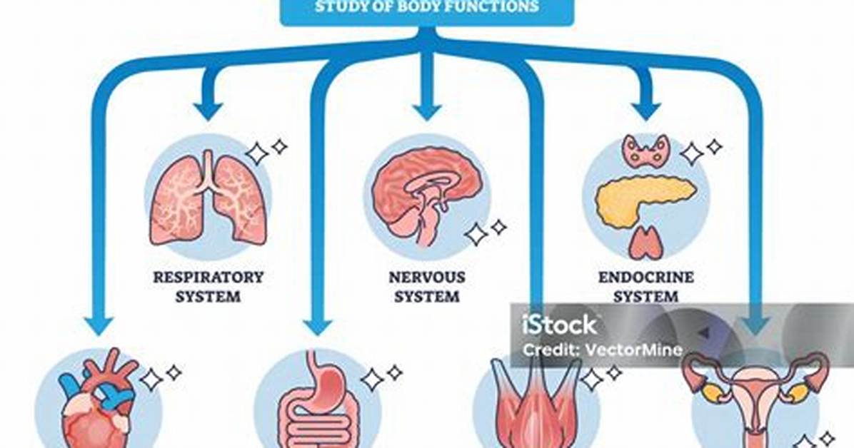How Does Physiology Work?
