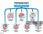 How Does Physiology Work?