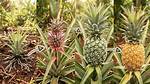 How Does Pineapple Grow