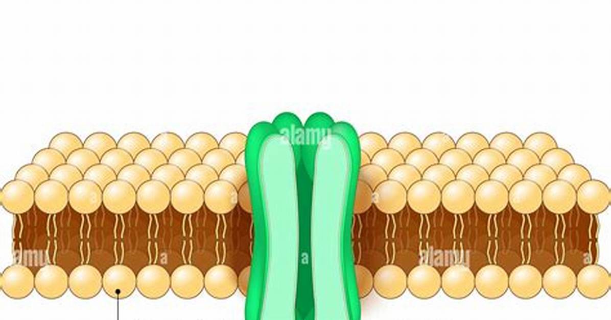 How Does Plasmalemma Work?