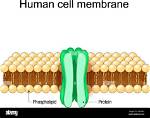 How Does Plasmalemma Work?