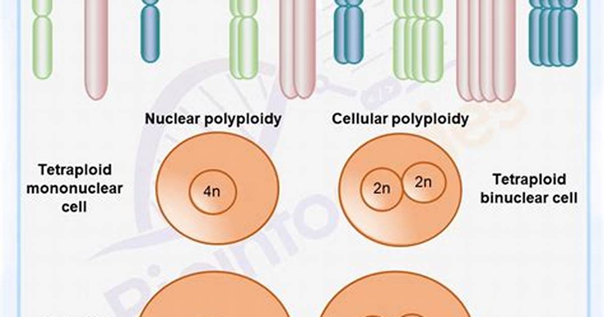 How Does Polyploidy Occur?