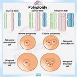 How Does Polyploidy Occur?