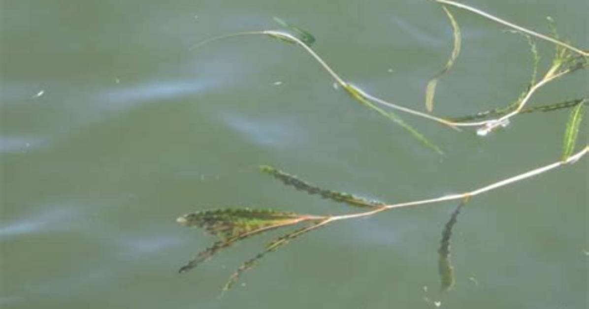 How Does Pondweed Work?