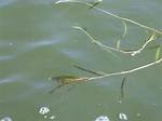How Does Pondweed Work?