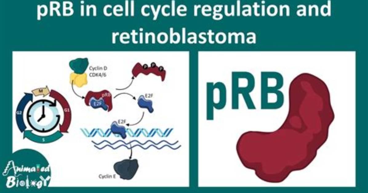 How Does Prb Work?