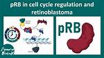 How Does Prb Work?