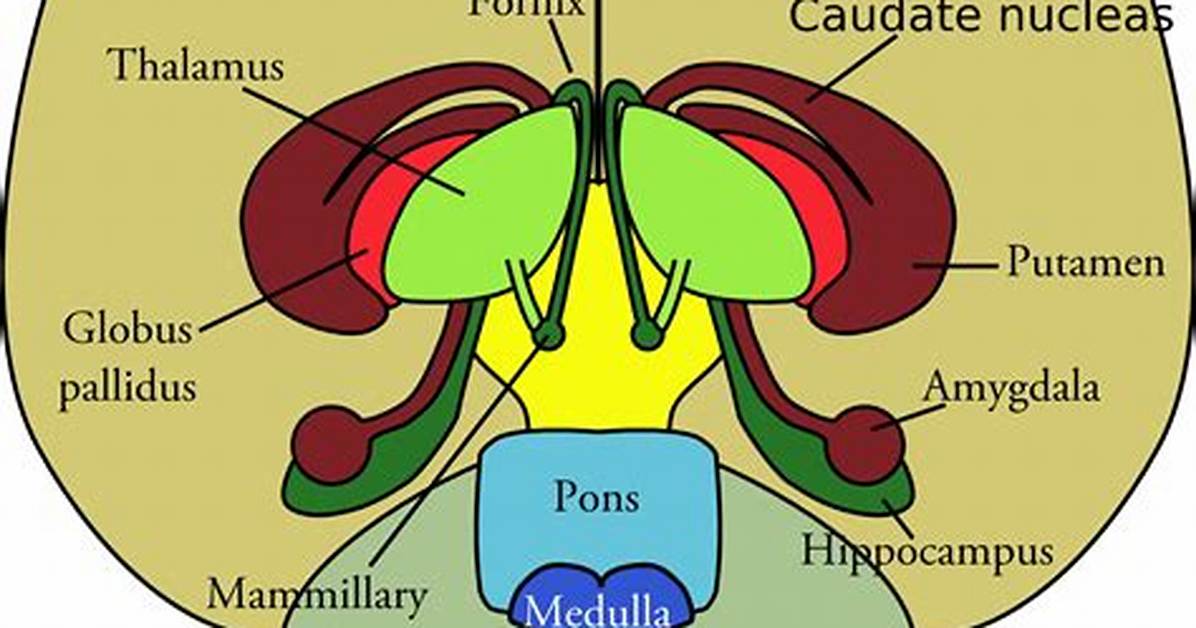How Does Preoptic Area Work?