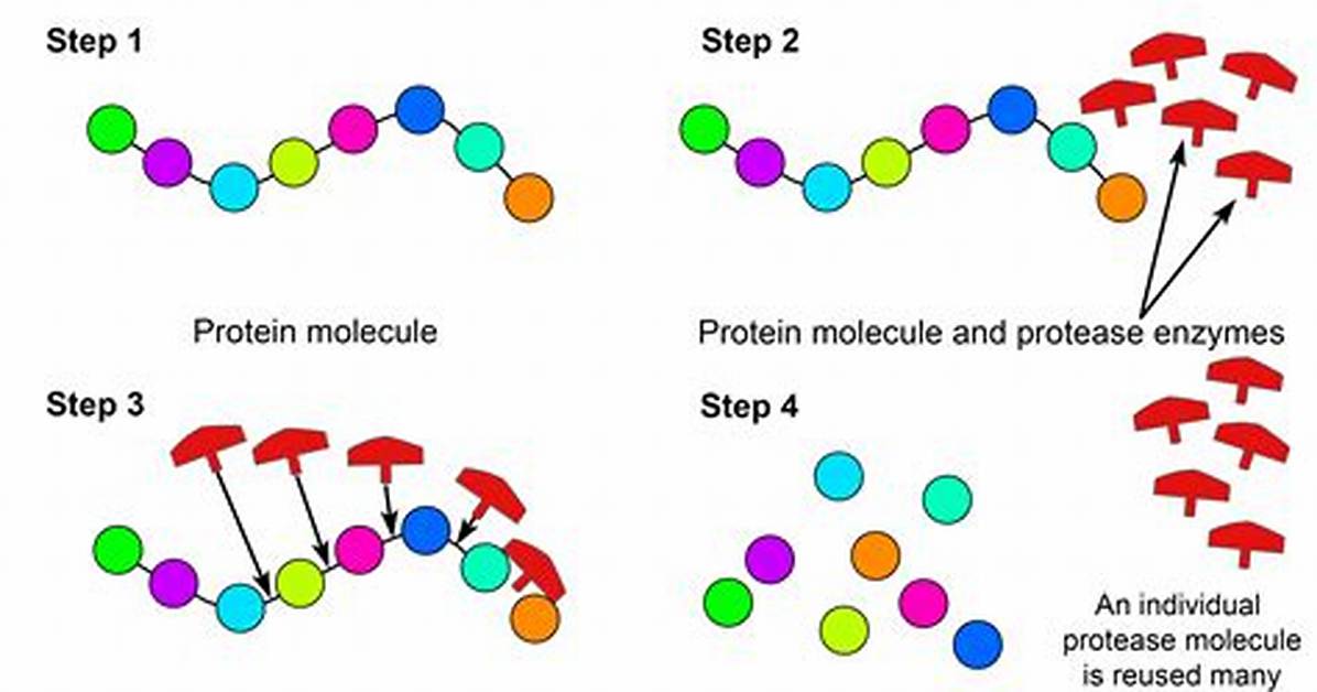 How Does Protease Work?