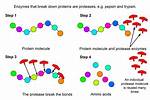 How Does Protease Work?