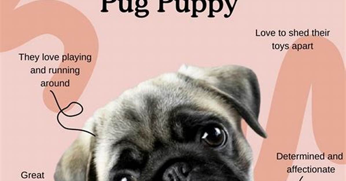 How Does Pug Work