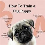 How Does Pug Work